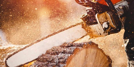 Tree removal workers compensation insurance